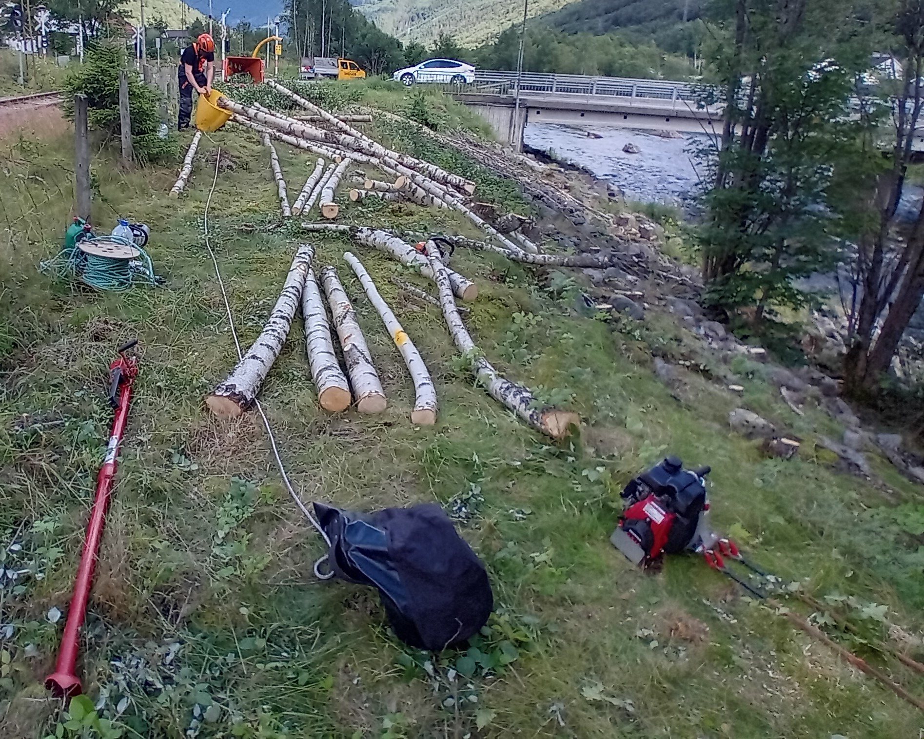 Trefelling og skogrydding i Kongsberg – ferskt felt bjørketømmer ved elv etter rydding