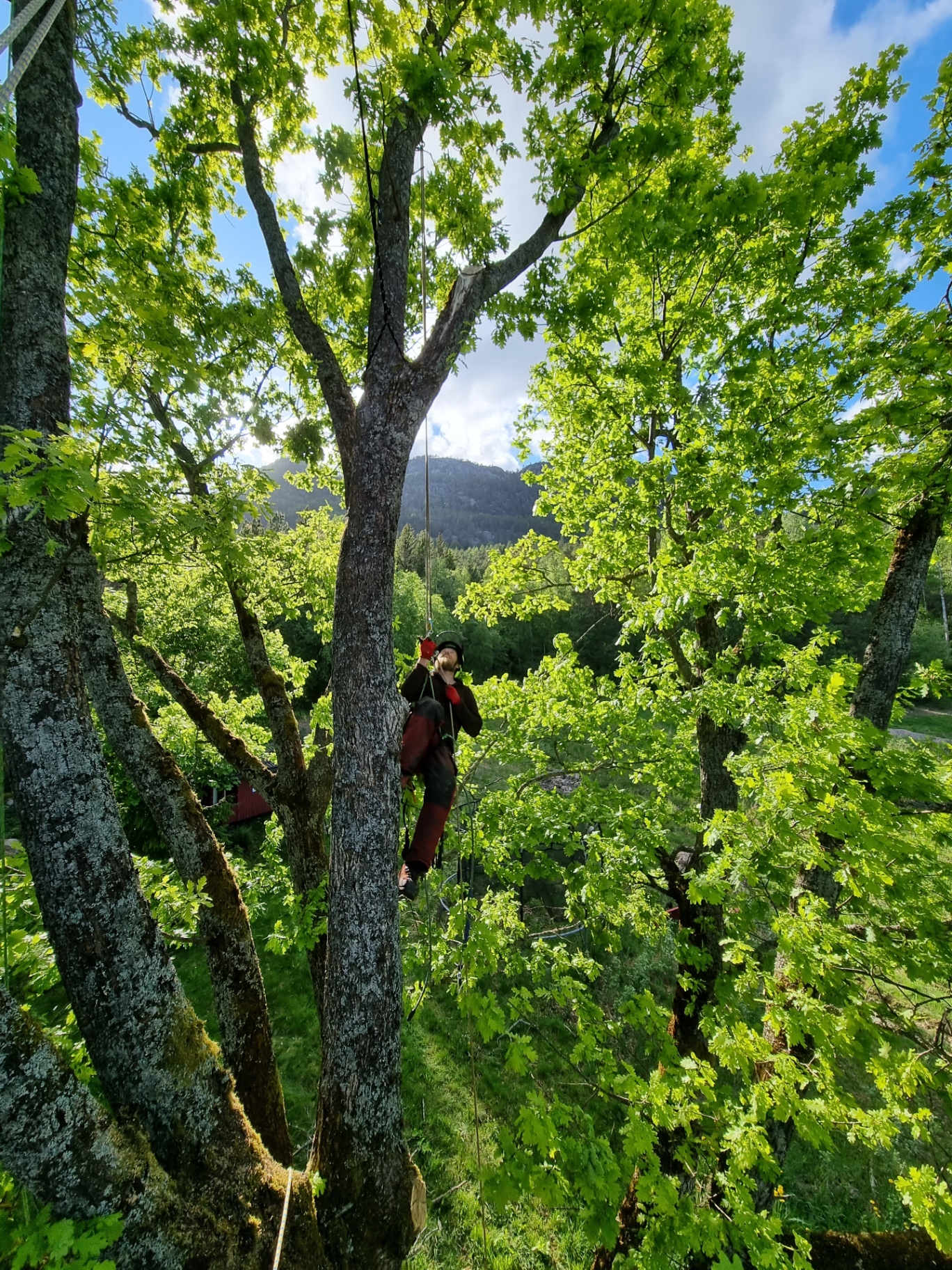 Sertifisert arborist fra Skogen Trepleie AS i klatreutstyr utfører fagmessig beskjæring og kronesikring av stort løvtre på Østlandet – profesjonell trepleie og trefelling i Vestfold, Buskerud, Telemark, Akershus, Oslo og Sørlandet