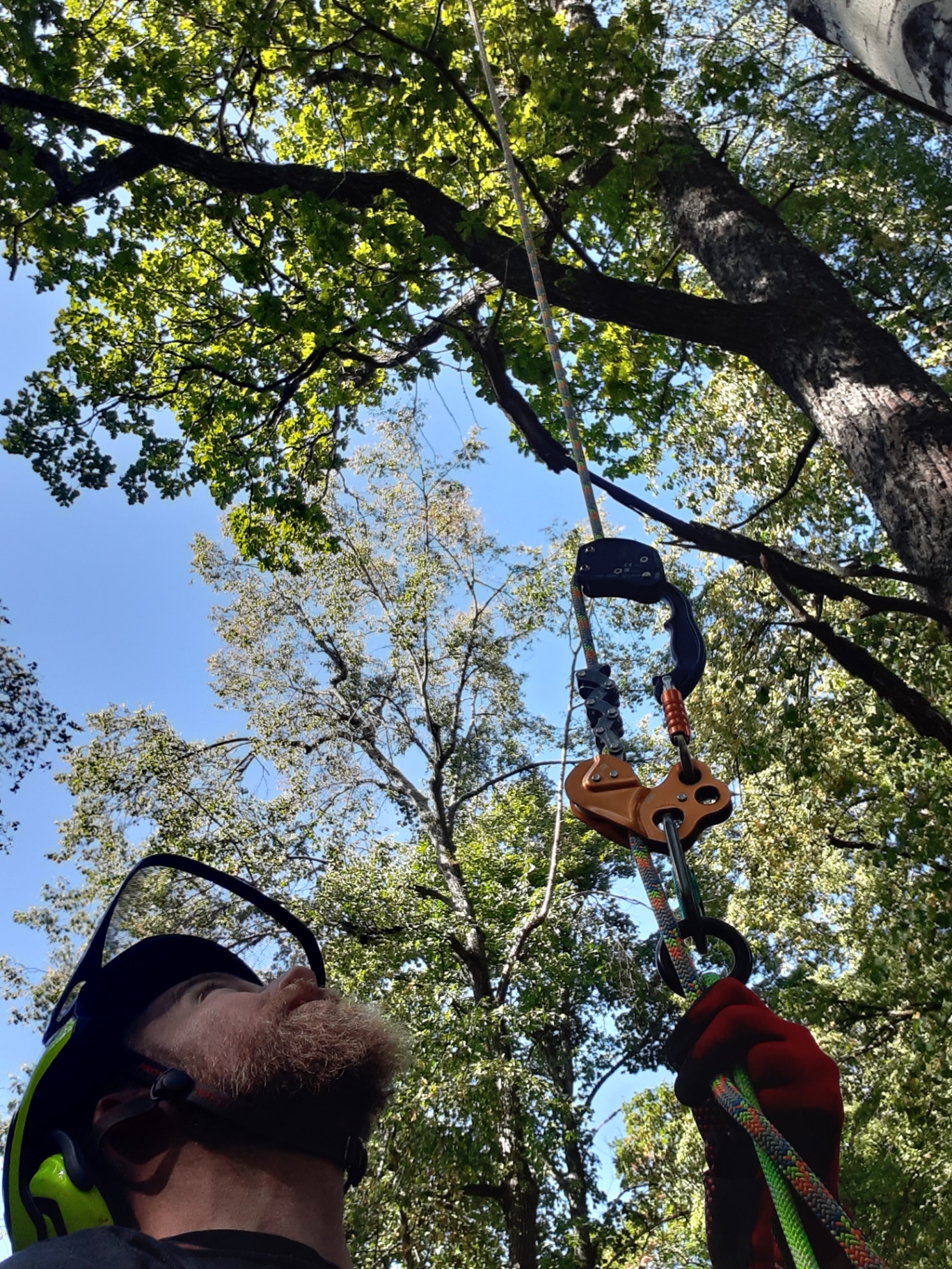 Sertifisert arborist fra Skogen Trepleie AS i klatreutstyr utfører fagmessig trepleie og beskjæring i trekronen – profesjonell arborist på Østlandet og Sørlandet