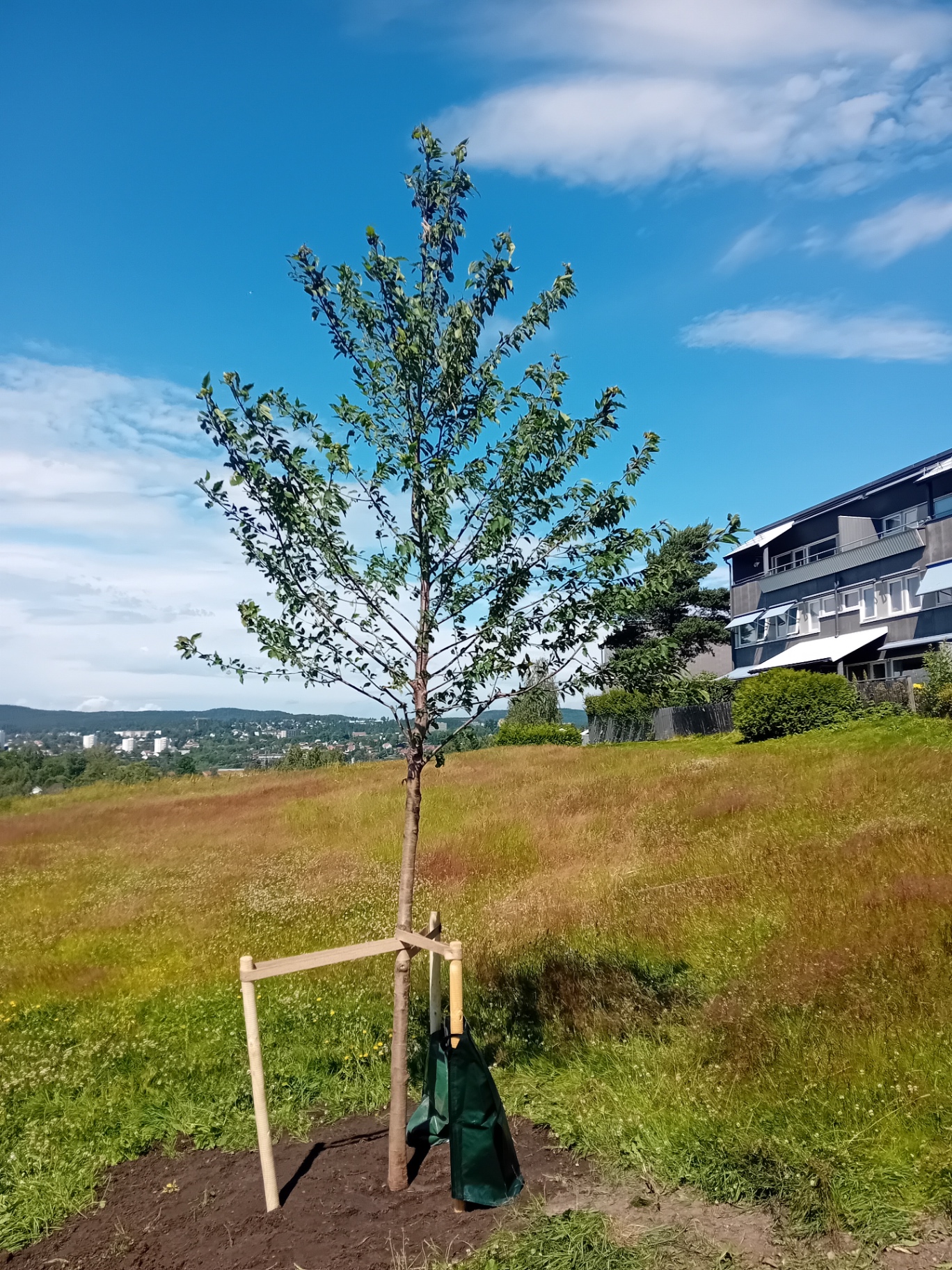 Nyplantet ungtre med oppbinding og vanningssekk i Oslo – god etablering og etableringsskjøtsel fra Skogen Trepleie AS