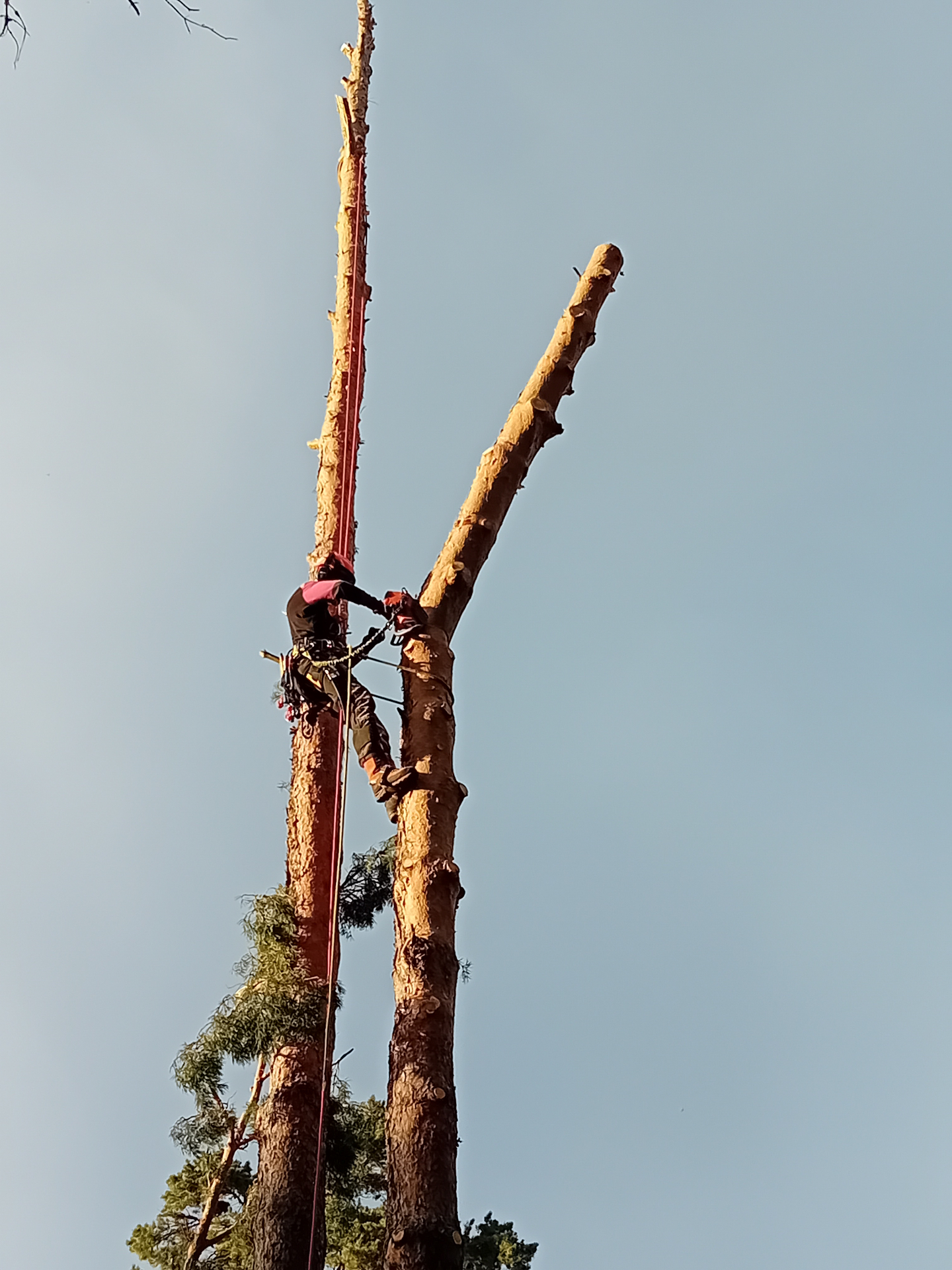 Sertifisert arborist fra Skogen Trepleie AS utfører seksjonsfelling av høyt furutre i Horten – trygg trefelling på Østlandet