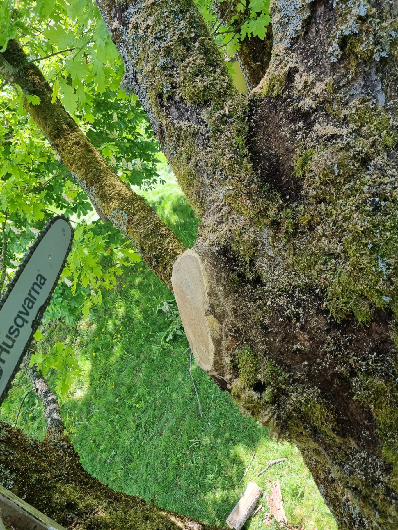 Fagmessig beskjæring av stor grein på løvtre med motorsag – profesjonell trepleie utført av sertifisert arborist hos Skogen Trepleie AS