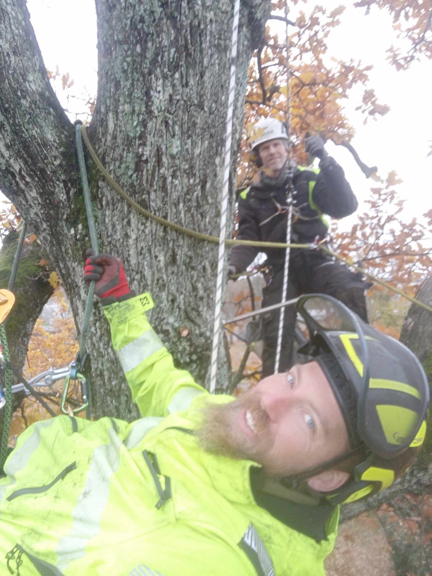 Beskjæring i Kongsberg – sertifiserte arborister fra Skogen Trepleie AS klatrende i tre